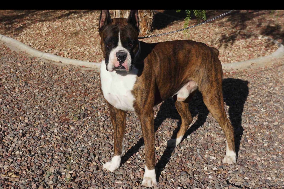 Boxer Puppies breeder image 27