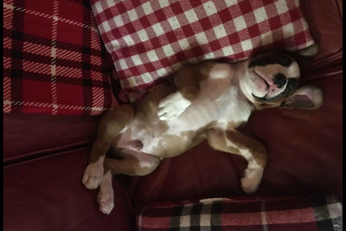 Boxer Puppies breeder image 28