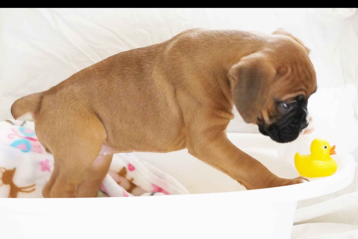 Boxer Puppies breeder image 29