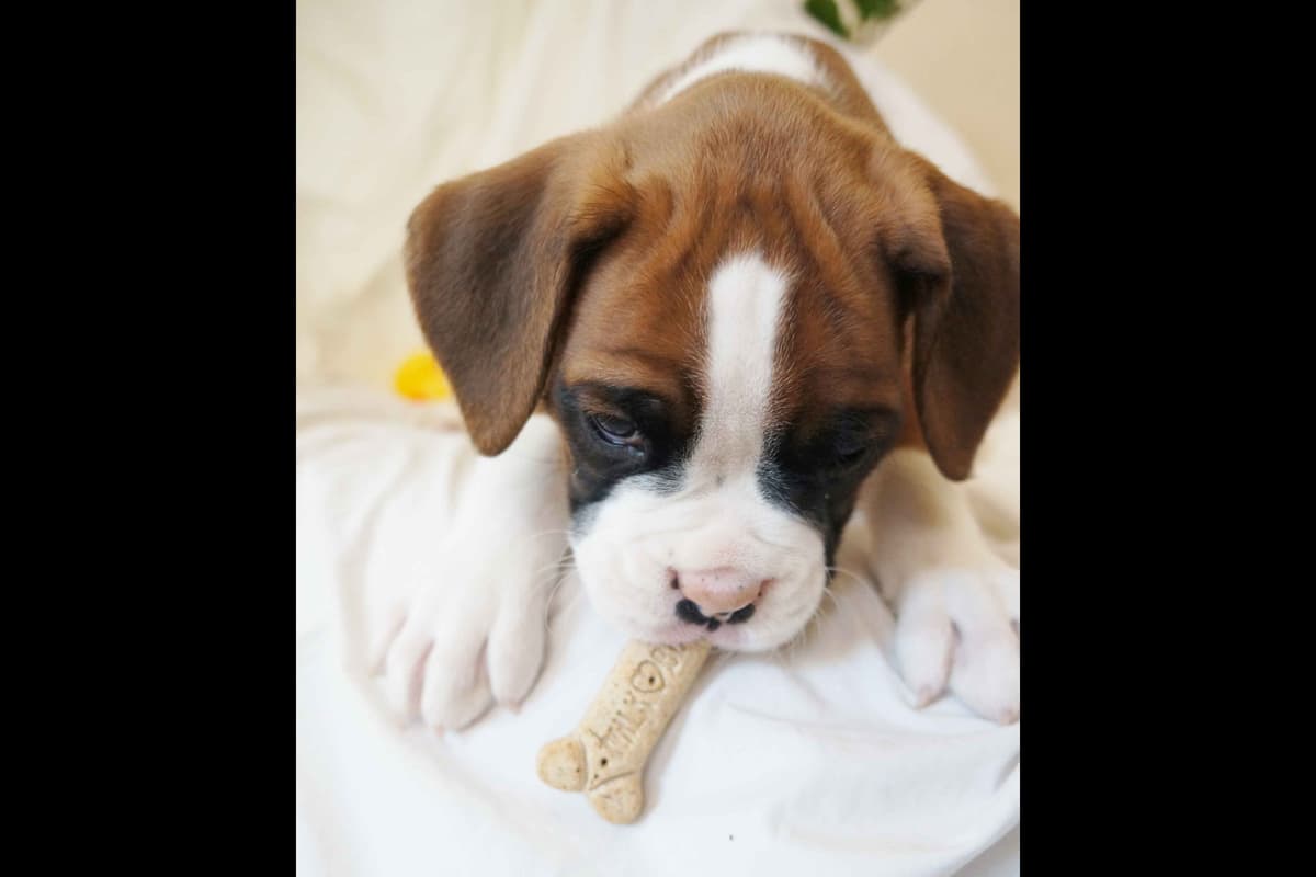 Boxer Puppies breeder image 30