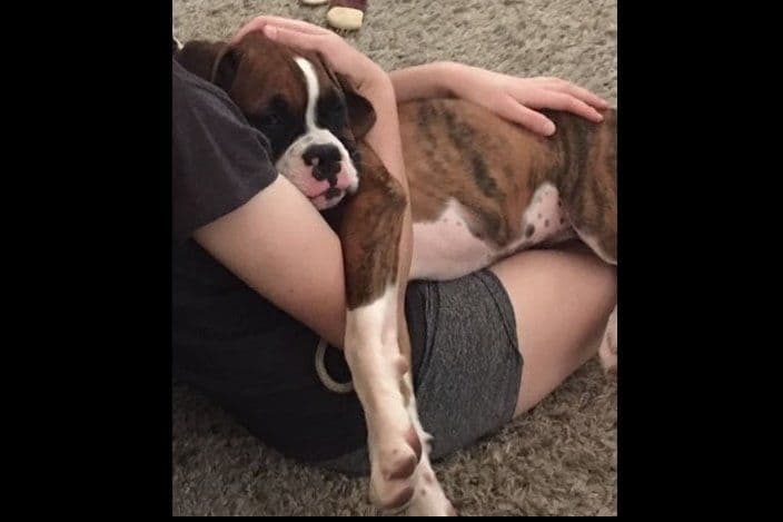 Boxer Puppies breeder image 31