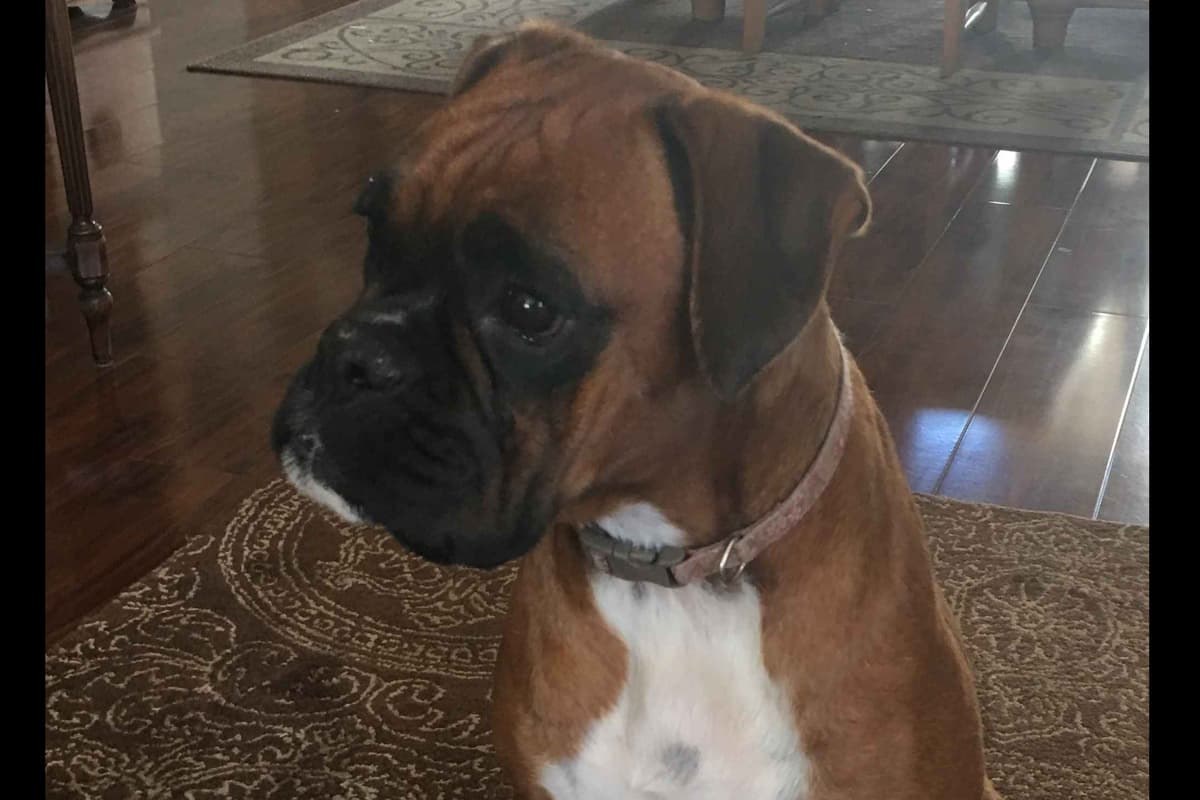 Boxer Puppies breeder image 33