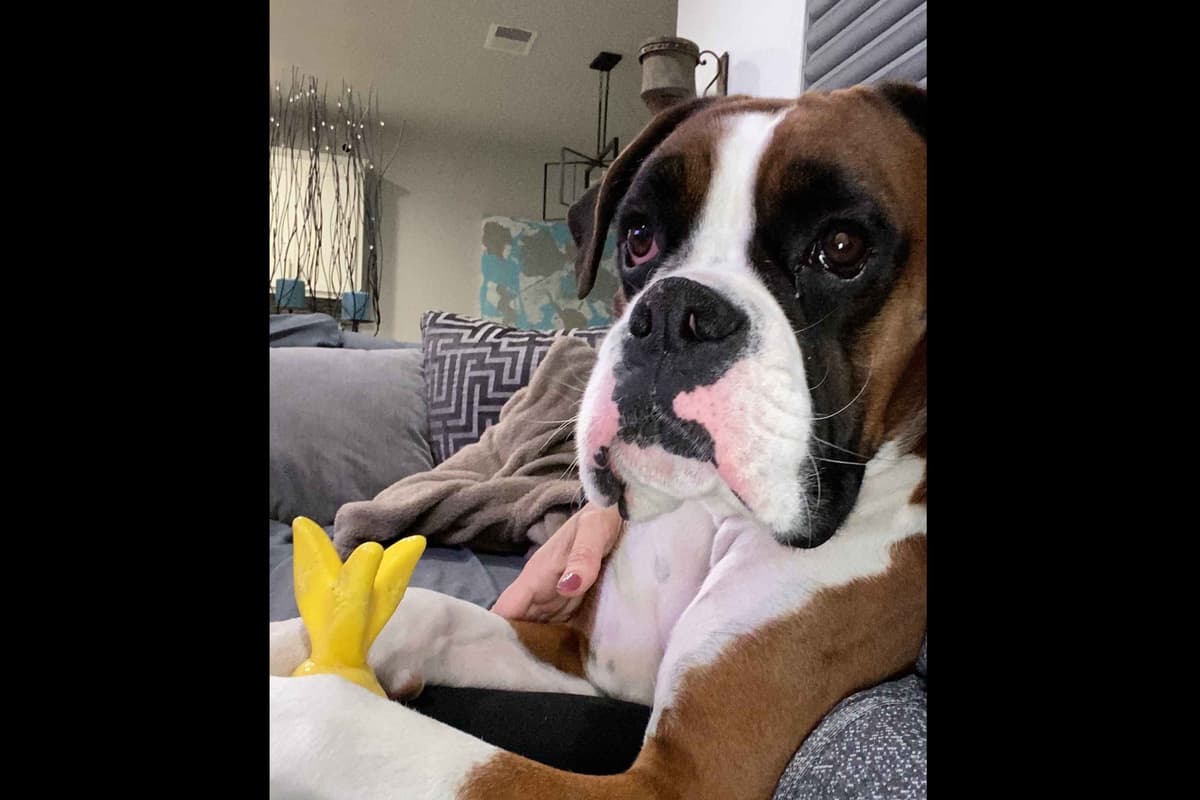 Boxer Puppies breeder image 34