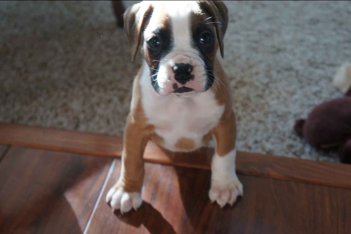 Boxer Puppies breeder image 36