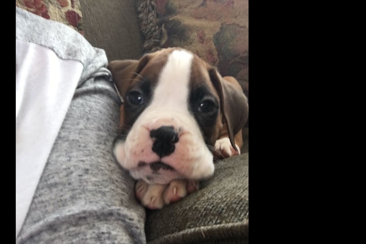 Boxer Puppies breeder image 37