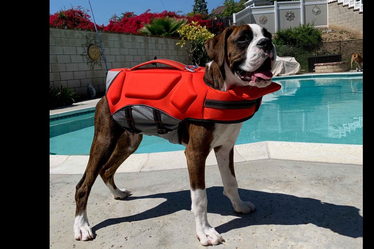 Boxer Puppies breeder image 42