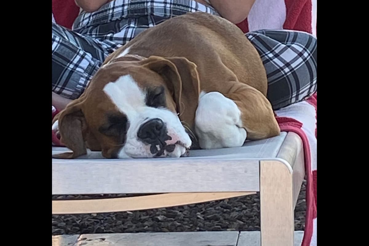 Boxer Puppies breeder image 44