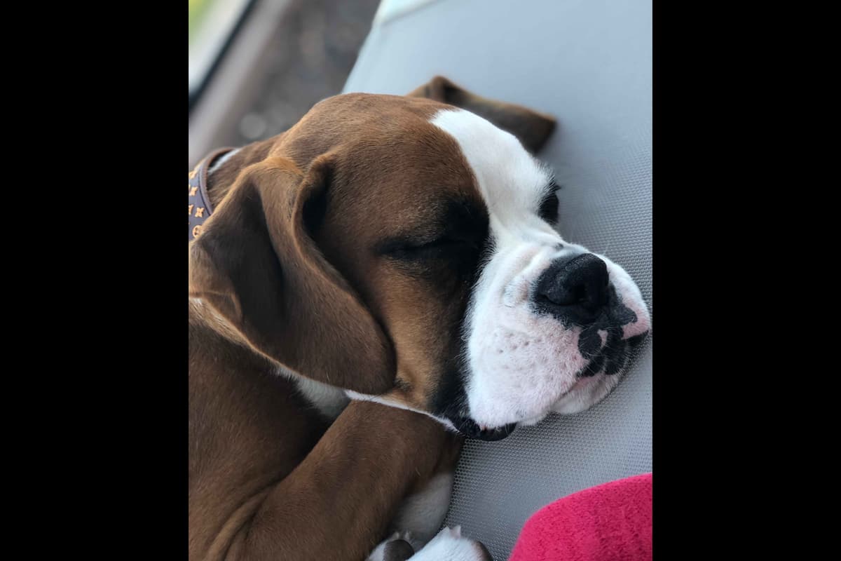 Boxer Puppies breeder image 45