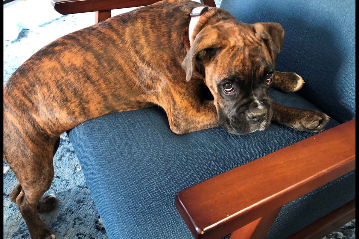 Boxer Puppies breeder image 46