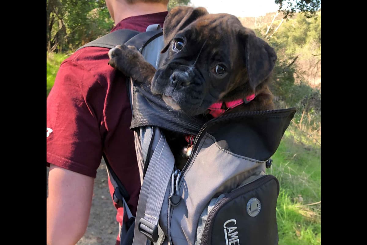 Boxer Puppies breeder image 47