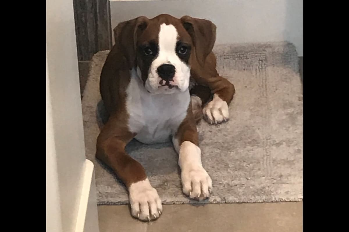 Boxer Puppies breeder image 48