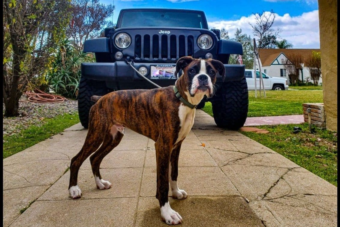 Boxer Puppies breeder image 49