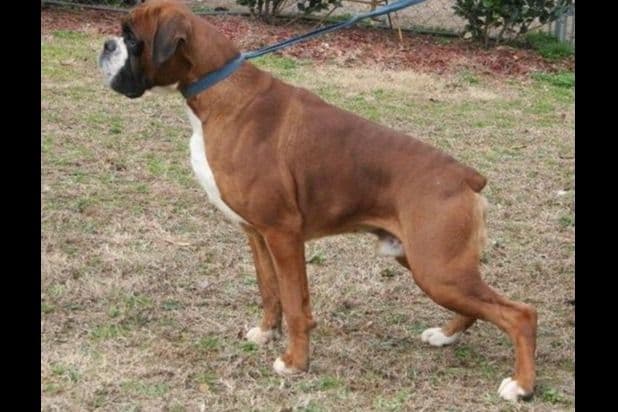 Boxer Puppies breeder image 54