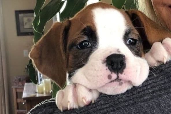 Boxer Puppies breeder image 55