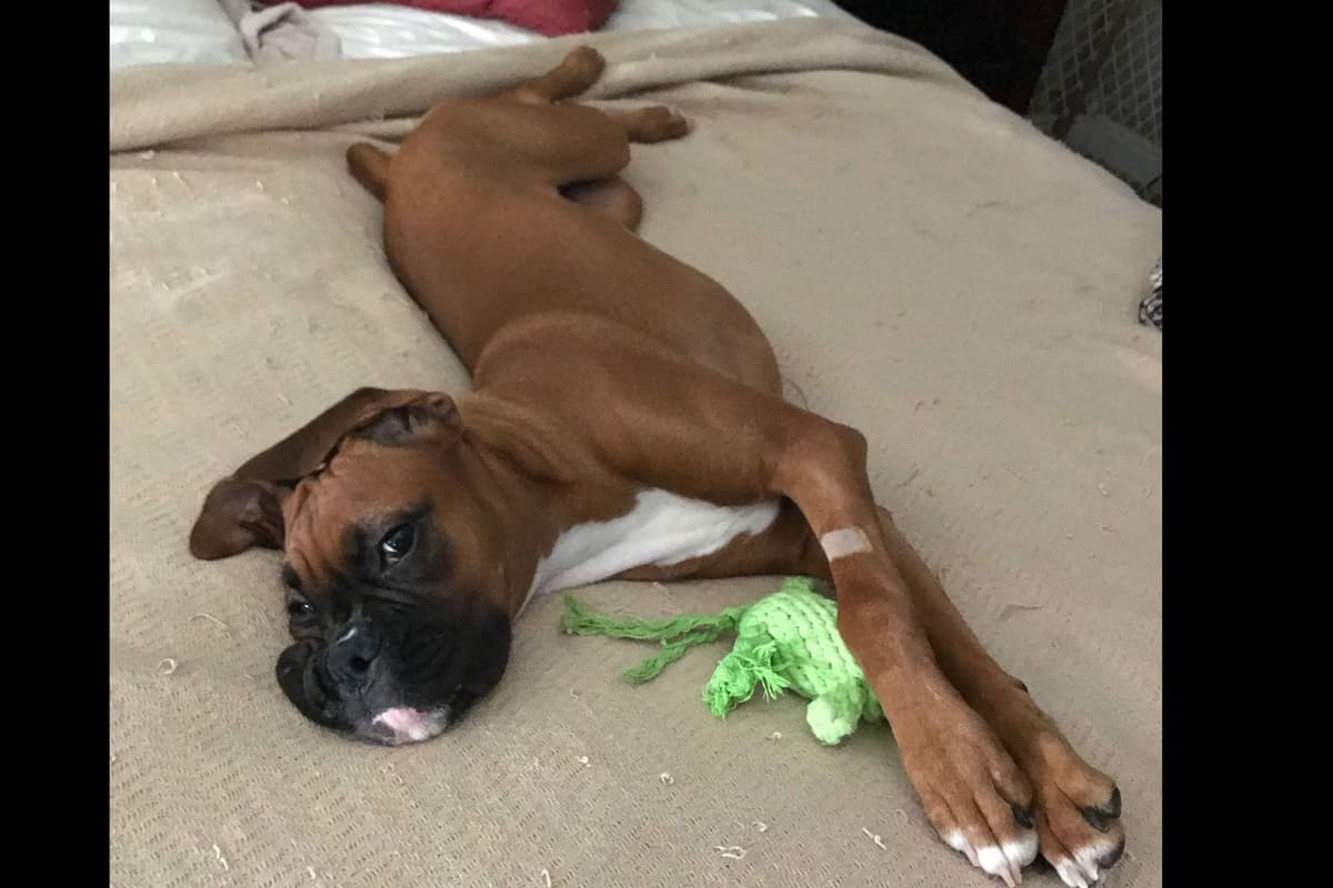 Boxer Puppies breeder image 56