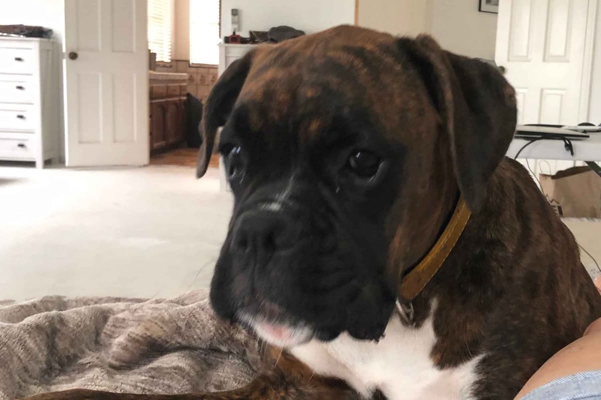 Boxer Puppies breeder image 58