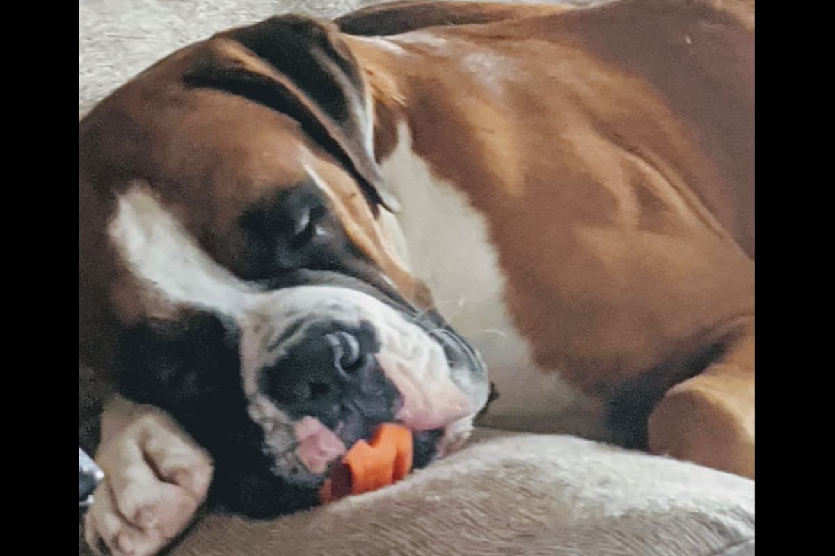Boxer Puppies breeder image 62