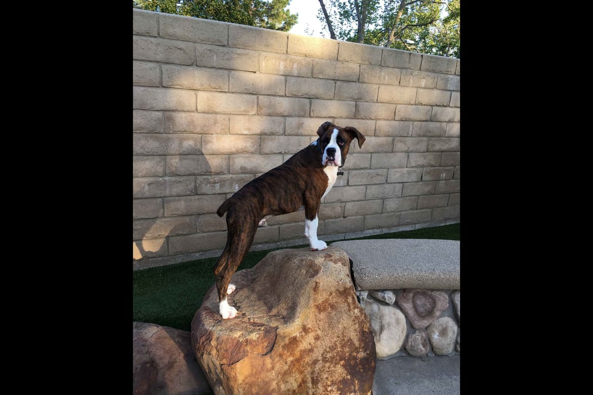 Boxer Puppies breeder image 64