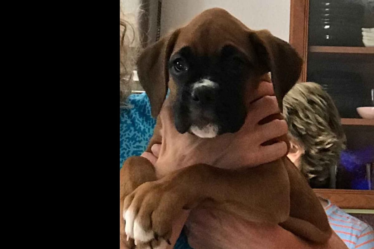 Boxer Puppies breeder image 68