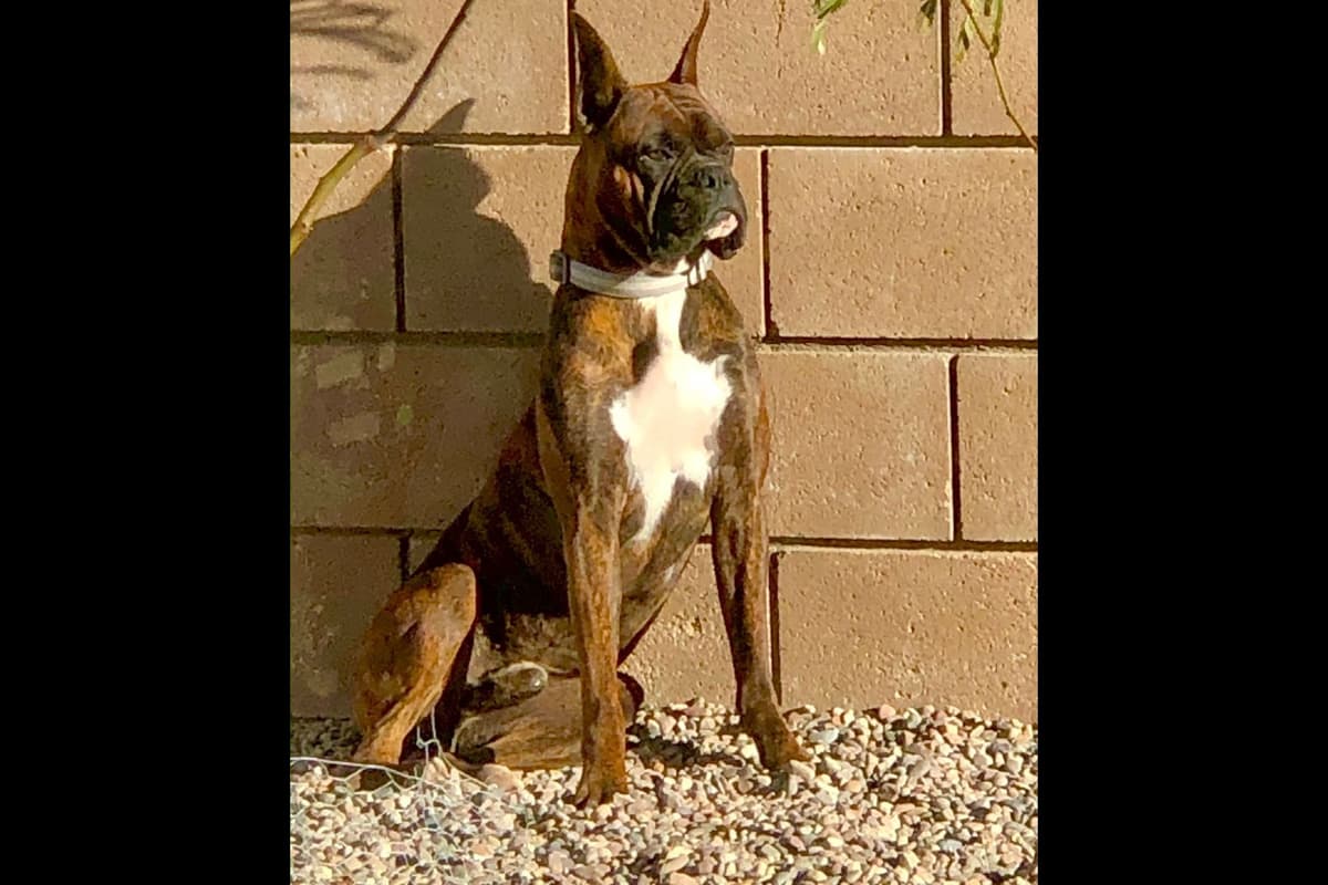 Boxer Puppies breeder image 2