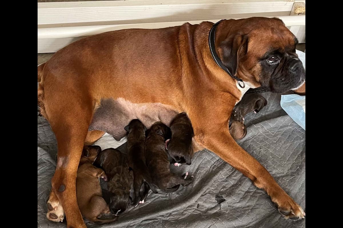 Boxer Puppies breeder image 69