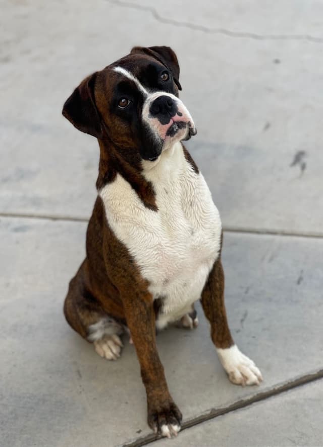 Boxer Puppies media 2