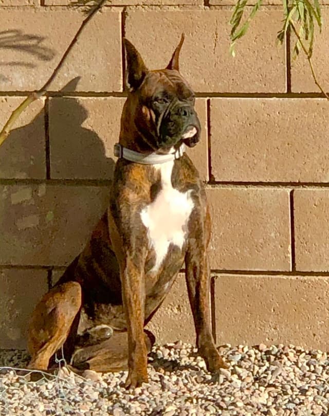 Boxer Puppies media 2