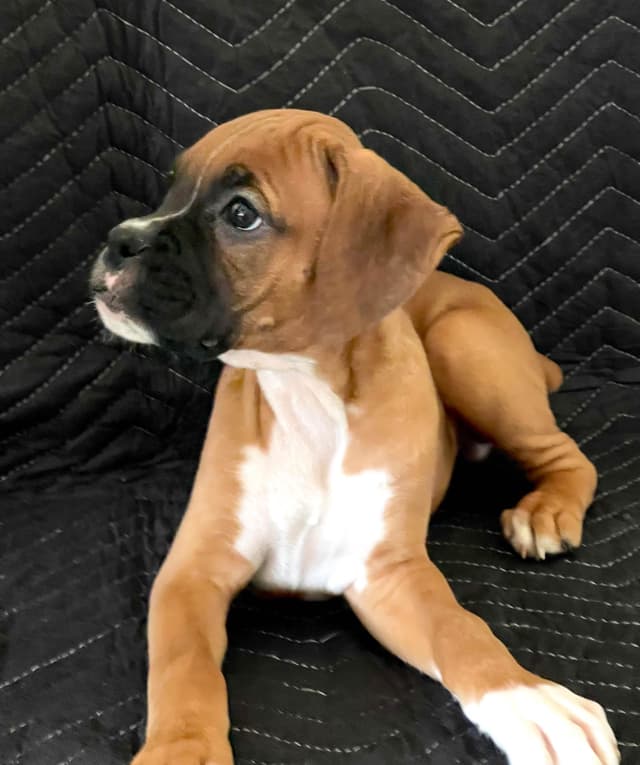 Boxer Puppies media 5