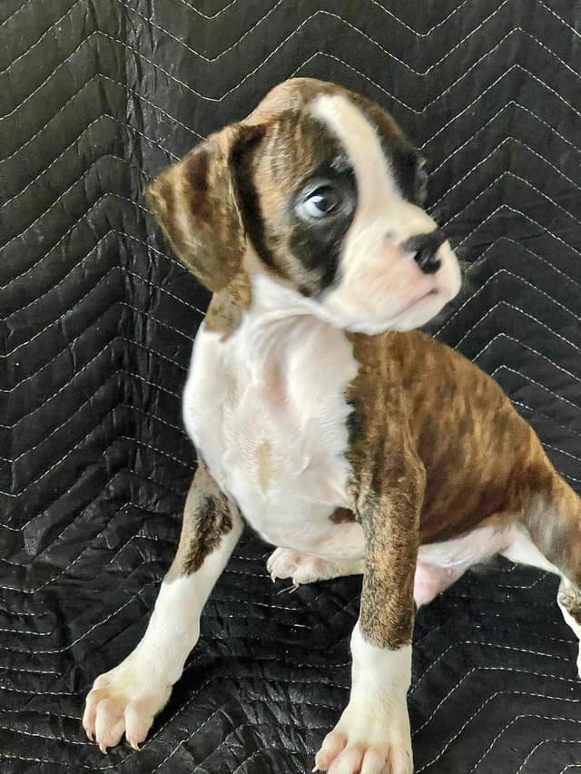 Boxer Puppies media 4