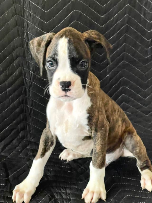 Boxer Puppies media 3