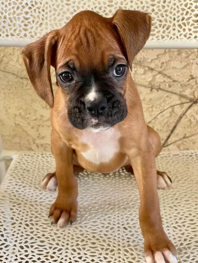 Boxer Puppies media 3