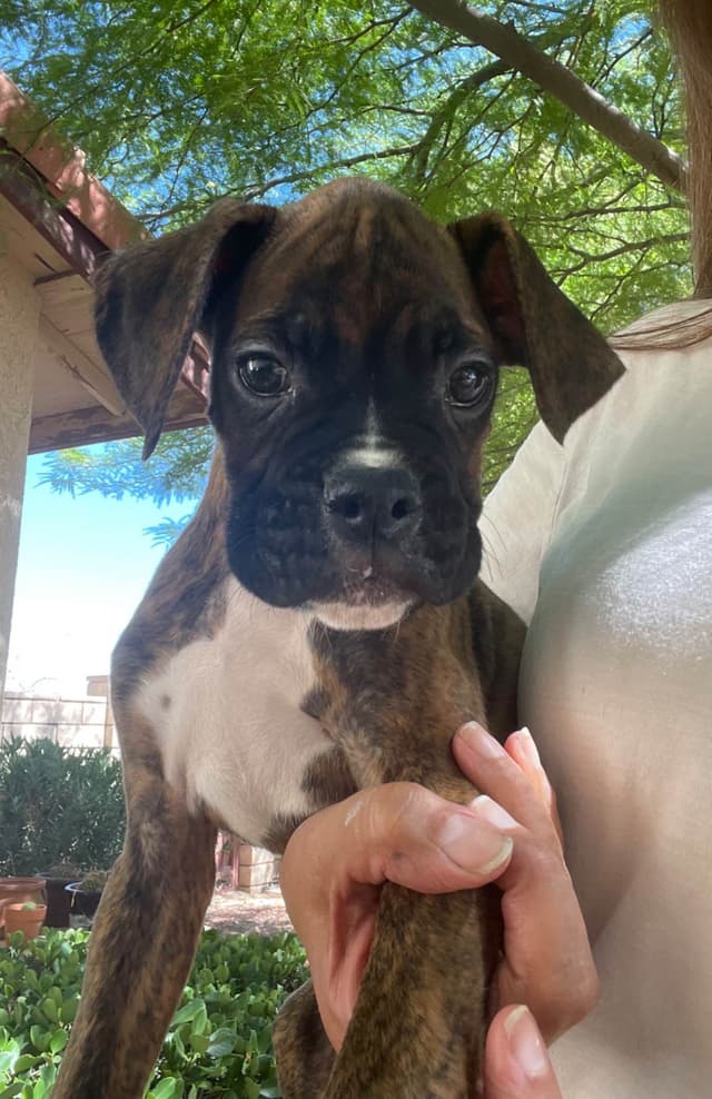Boxer Puppies media 6