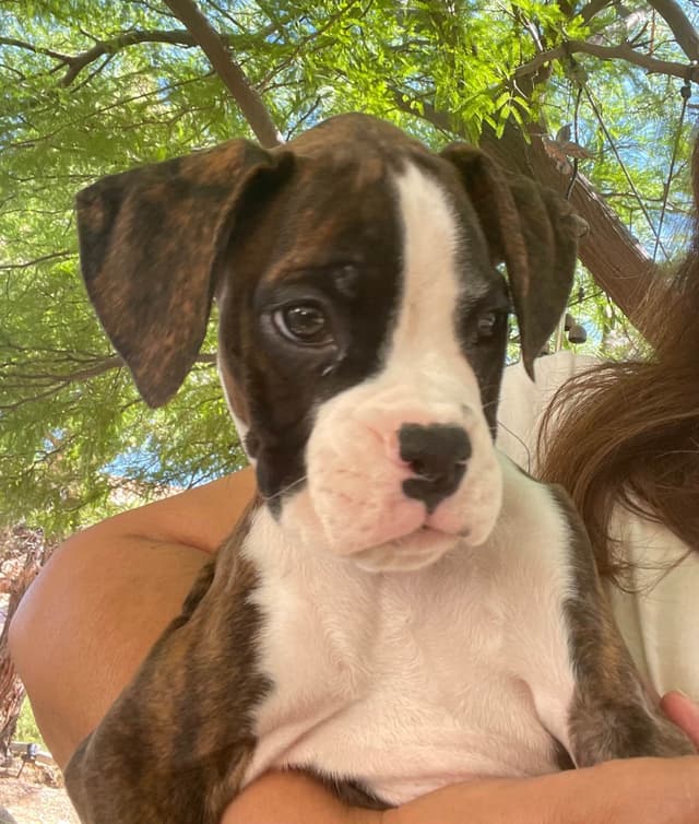 Boxer Puppies media 7