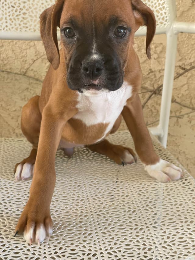 Boxer Puppies media 8