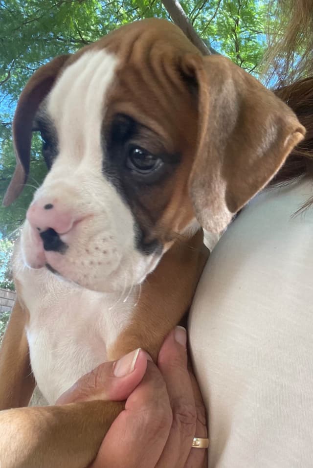 Boxer Puppies media 4
