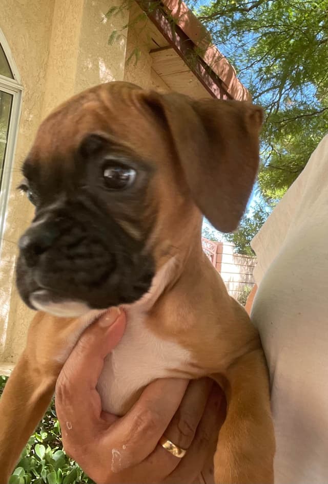 Boxer Puppies media 5