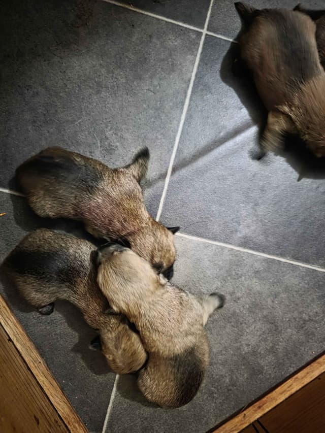 Cairn Terrier Puppies media 6