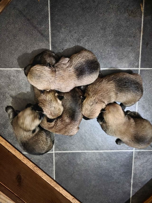Cairn Terrier Puppies media 7