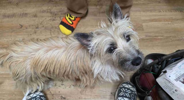 Cairn Terrier Puppies media 6