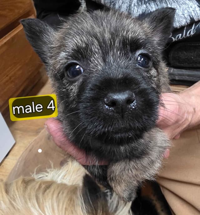 Cairn Terrier Puppies media 3