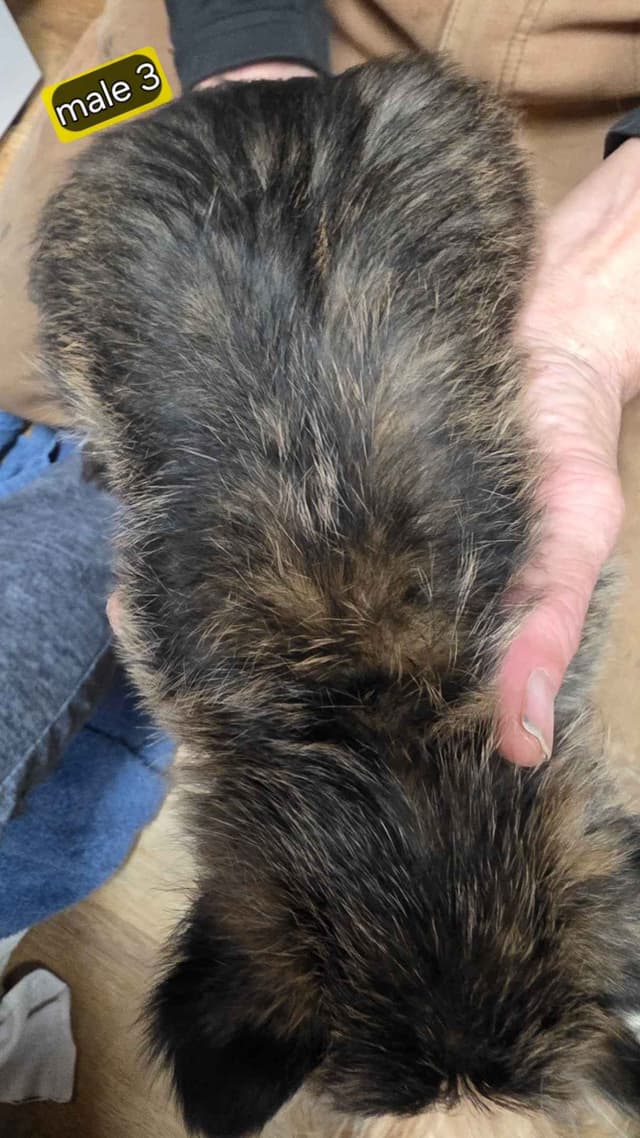 Cairn Terrier Puppies media 5