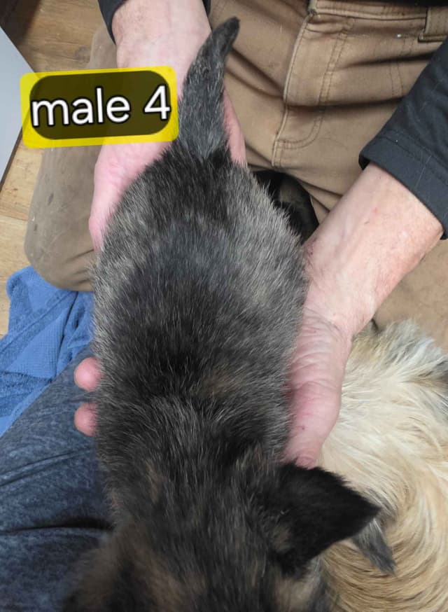 Cairn Terrier Puppies media 4