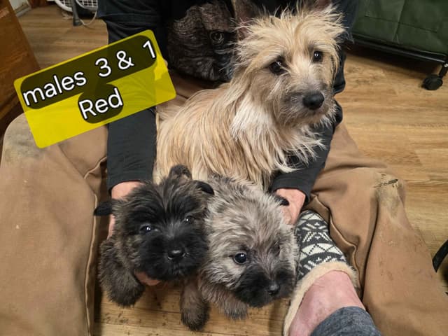 Cairn Terrier Puppies media 10