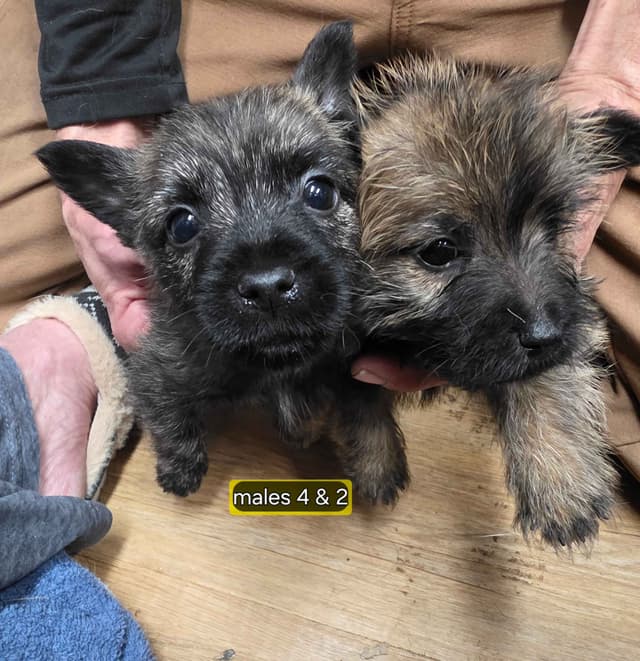 Cairn Terrier Puppies media 7