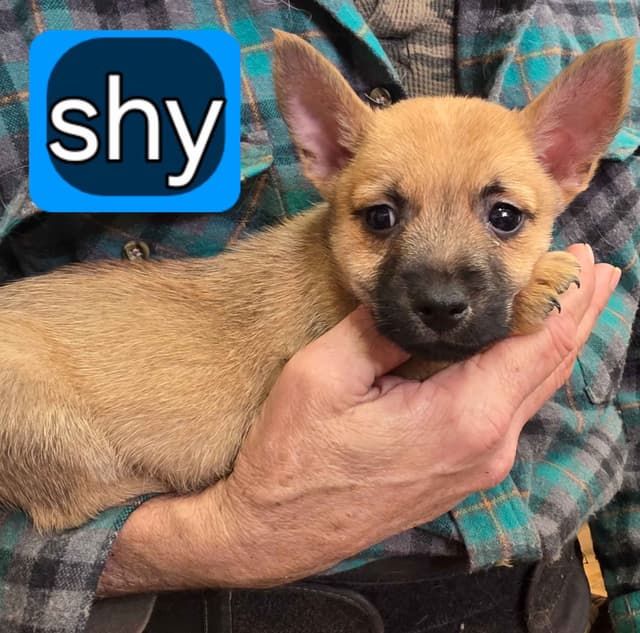 Cairn Terrier Puppies media 4