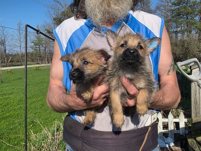 Cairn Terrier Puppies media 3