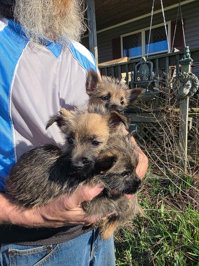 Cairn Terrier Puppies media 4