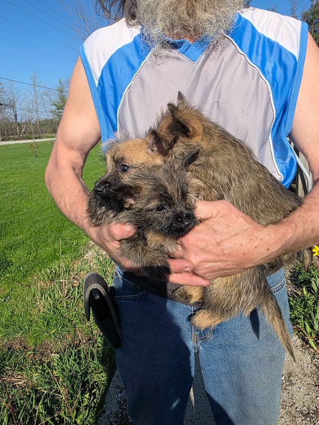 Cairn Terrier Puppies media 2