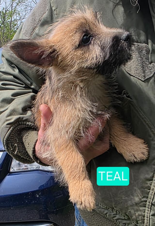 Cairn Terrier Puppies media 5