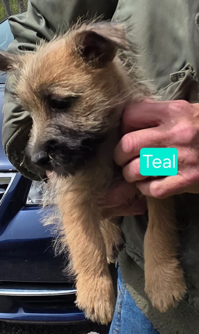 Cairn Terrier Puppies media 6